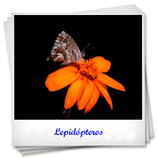 Insectos
