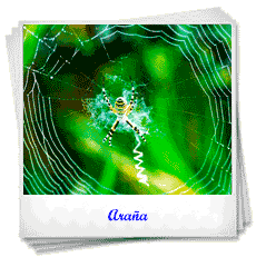 Insectos
