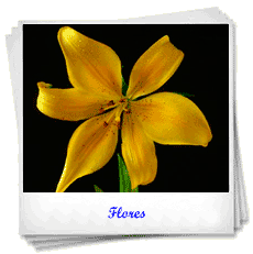 Flores