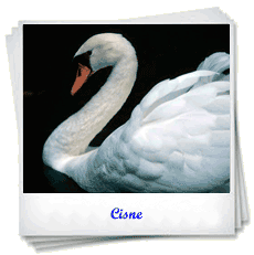 Cisne