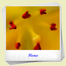 Flores