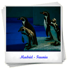 Pinguinos