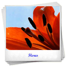Flores