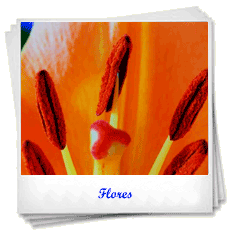 Flores