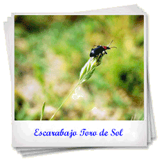 Insectos