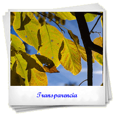 Transparente